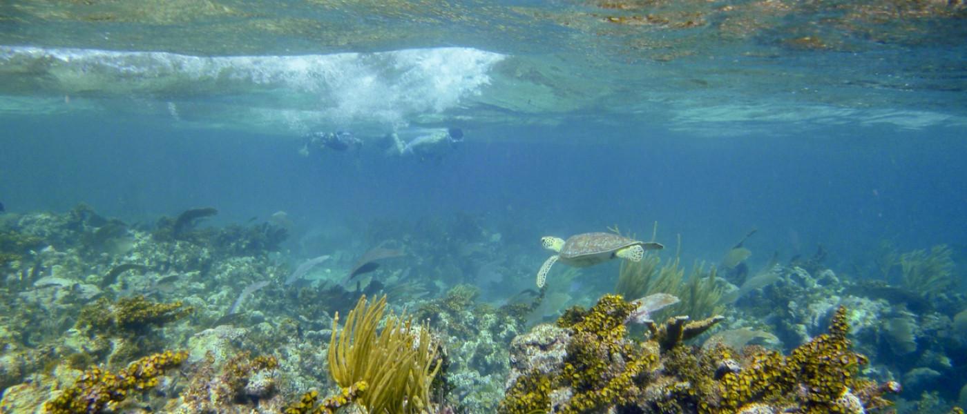 Snorkeling in Belize with Sea Turtle